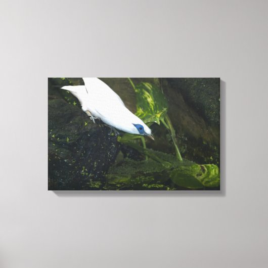 Bali Myna Canvas Afdruk (Voorkant)