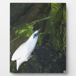 Bali Myna Fotoplaat