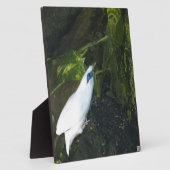 Bali Myna Fotoplaat (Zijkant)