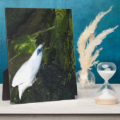 Bali Myna Fotoplaat (Zijkant)