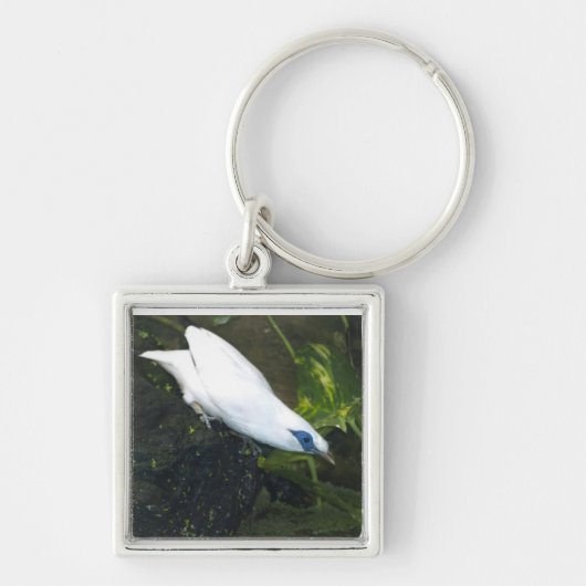 Bali Myna Sleutelhanger (Voorkant)