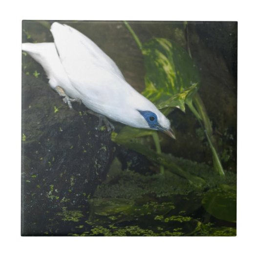 Bali Myna Tegeltje (Voorkant)