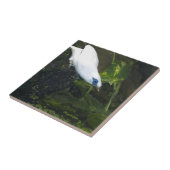 Bali Myna Tegeltje (Zijkant)