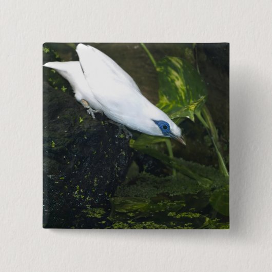 Bali Myna Vierkante Button 5,1 Cm (Voorkant)