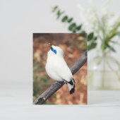 Bali Mynah Bird Photo Briefkaart (Staand voorkant)