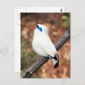 Bali Mynah Bird Photo Briefkaart (Voorkant / Achterkant)