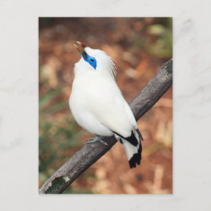 Bali Mynah Bird Photo Briefkaart