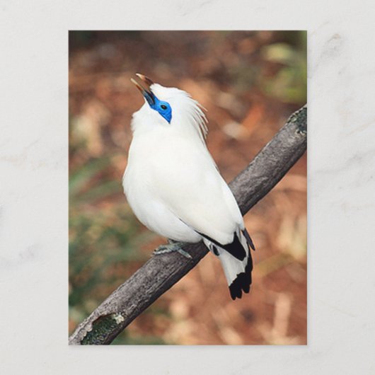Bali Mynah Bird Photo Briefkaart (Voorkant)