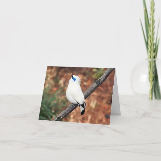 Bali Mynah Photo Folded Note Kaart (Voorkant)