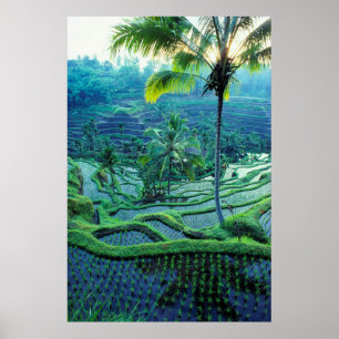 Bali   Overview Of Rice Terraces Poster
