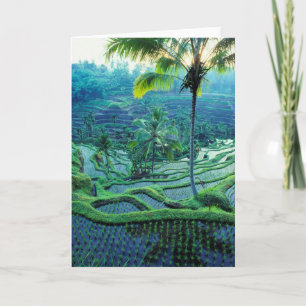 Bali  Overzicht van rijstterrassen Kaart