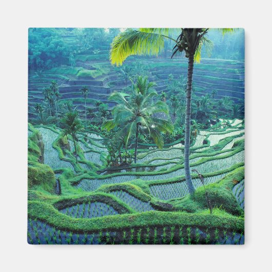 Bali | Overzicht van rijstterrassen Magneet (Voorkant)