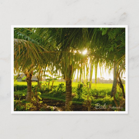 Bali Palm Trees & Ricefield Postcard Feestdagenkaart (Voorkant)