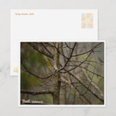 Bali Rainy Season Bare Tree Postcard Feestdagenkaart (Voorkant / Achterkant)