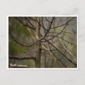 Bali Rainy Season Bare Tree Postcard Feestdagenkaart (Voorkant)