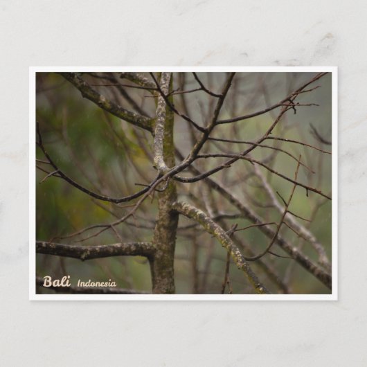 Bali Rainy Season Bare Tree Postcard Feestdagenkaart (Voorkant)
