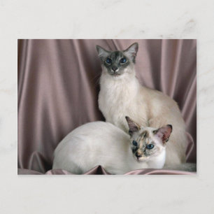 Balinese, blauwe tabby point en zeehondenverbindin briefkaart