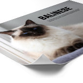 Balinese Cat Breed Poster (Hoek)