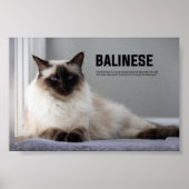 Balinese Cat Breed Poster (Voorkant)