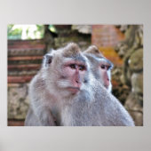 Balinese Macaque Poster (Voorkant)