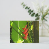 Balisier (Vloer) - Martinique, F.W.I. Briefkaart (Staand voorkant)