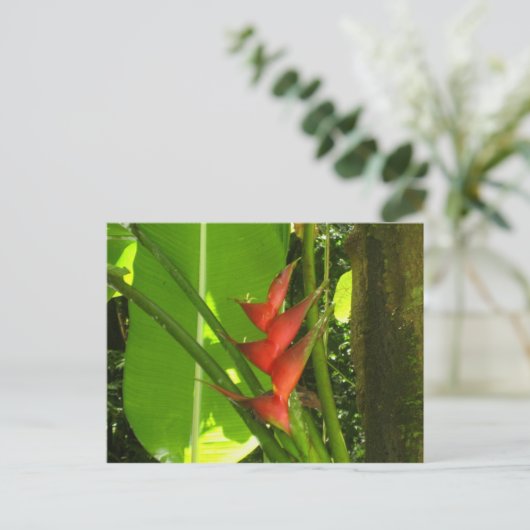 Balisier (Vloer) - Martinique, F.W.I. Briefkaart (Staand voorkant)