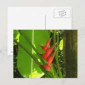 Balisier (Vloer) - Martinique, F.W.I. Briefkaart (Voorkant / Achterkant)