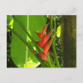 Balisier (Vloer) - Martinique, F.W.I. Briefkaart (Voorkant)