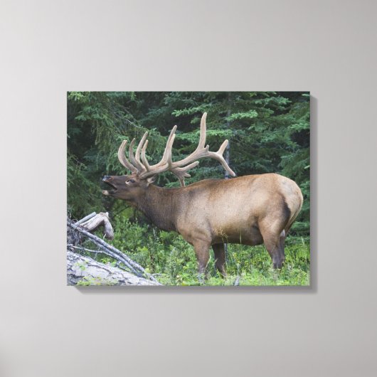Balkende wapiti's in Banff National Park, Canada. Canvas Afdruk (Voorkant)