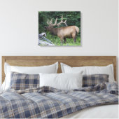 Balkende wapiti's in Banff National Park, Canada. Canvas Afdruk (Insitu (Slaapkamer))