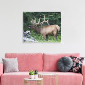 Balkende wapiti's in Banff National Park, Canada. Canvas Afdruk (Insitu (Woonkamer))