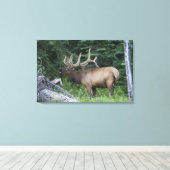 Balkende wapiti's in Banff National Park, Canada. Canvas Afdruk (Insitu (Houten vloer))