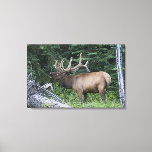 Balkende wapiti's in Banff National Park, Canada. Canvas Afdruk (Voorkant)