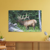 Balkende wapiti's in Banff National Park, Canada. Canvas Afdruk (Insitu (Woonkamer))