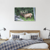 Balkende wapiti's in Banff National Park, Canada. Canvas Afdruk (Insitu (Slaapkamer))