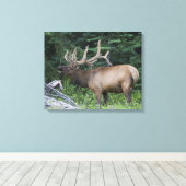 Balkende wapiti's in Banff National Park, Canada. Canvas Afdruk (Insitu (Houten vloer))