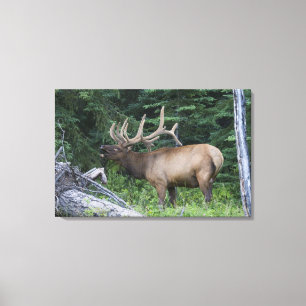 Balkende wapiti's in Banff National Park, Canada. Canvas Afdruk