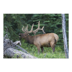 Balkende wapiti's in Banff National Park, Canada. Foto Afdruk