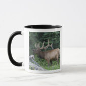 Balkende wapiti's in Banff National Park, Canada. Mok (Links)