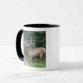 Balkende wapiti's in Banff National Park, Canada. Mok (Voorkant links)