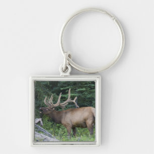 Balkende wapiti's in Banff National Park, Canada. Sleutelhanger