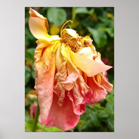 Ball Gown Dead Roos, geel sinaasappel Poster (Voorkant)