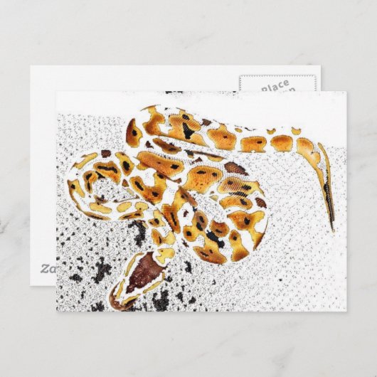 Ball Python Briefkaart (Voorkant / Achterkant)