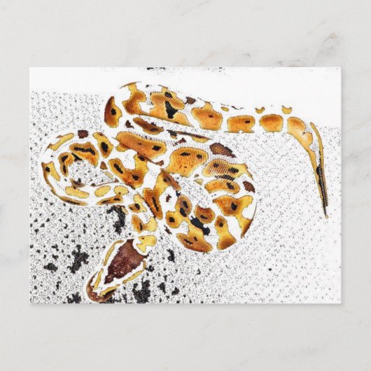 Ball Python Briefkaart (Voorkant)