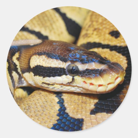 Ball Python Coiled, Closeup of Face Ronde Sticker (Voorkant)