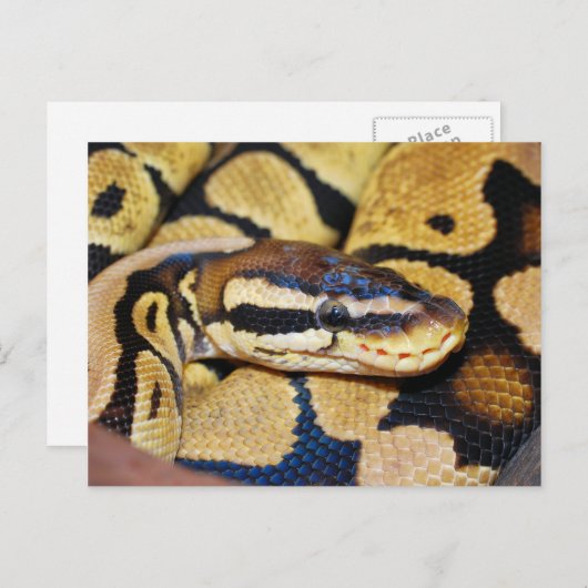 Ball Python, Coiled, Face Briefkaart (Voorkant / Achterkant)