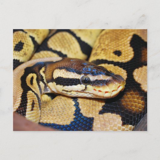 Ball Python, Coiled, Face Briefkaart (Voorkant)
