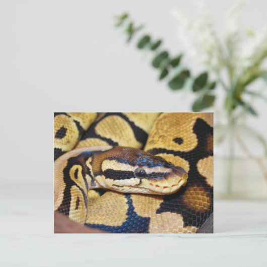 Ball Python, Coiled, Face Briefkaart (Staand voorkant)