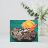 Ball Python, groene achtergrond, oranje roos Briefkaart (Staand voorkant)
