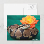 Ball Python, groene achtergrond, oranje roos Briefkaart (Voorkant / Achterkant)